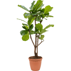 Ficus Lyrata