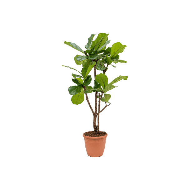 Ficus Lyrata Grenet 120 cm