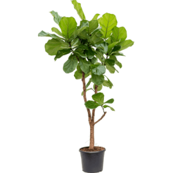 Ficus Lyrata