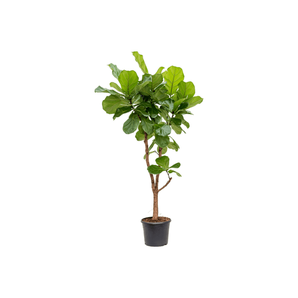 Ficus Lyrata Grenet 160 cm
