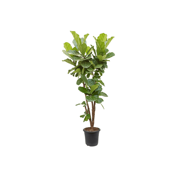 Ficus Lyrata Grenet 180 cm