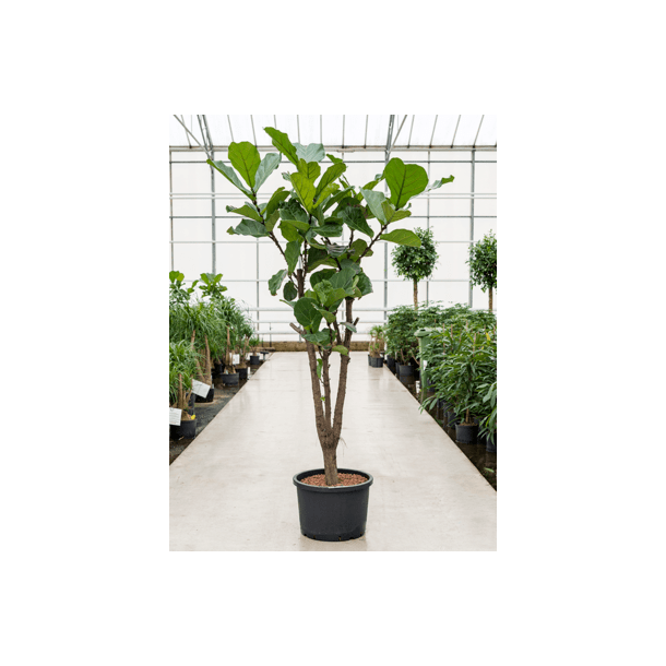Ficus Lyrata Grenet 200 cm