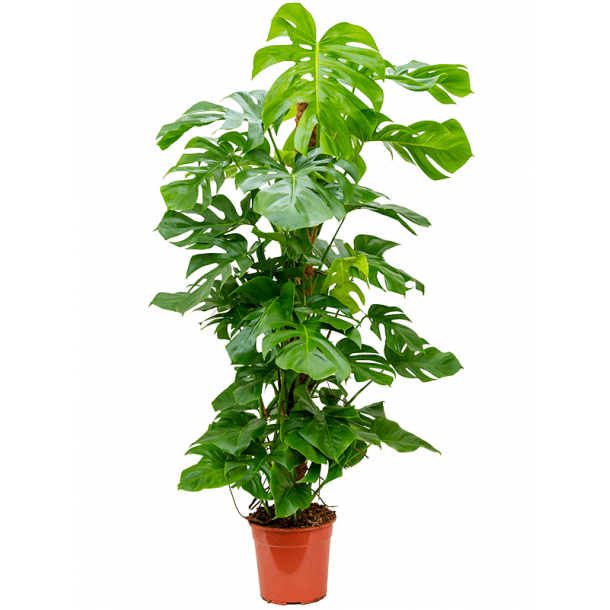 Philodendron Monstera Deliciosa Stok 180 cm