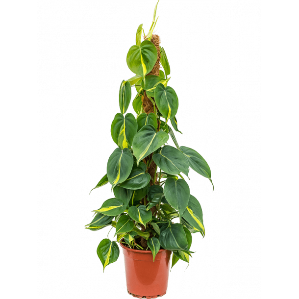 Philodendron Scandens Brasil Stok 70 cm