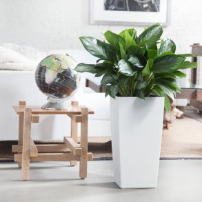 Aglaonema Silver Bay
