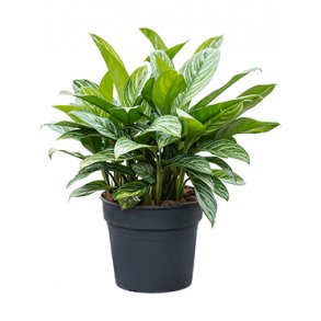 Aglaonema Stripes