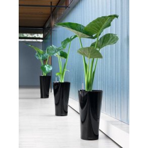Alocasia Calidora
