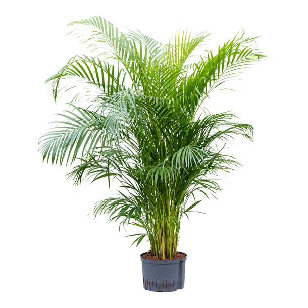 Areca (chrysalidoc.) lutescens 180 cm
