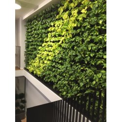 Philodendron Scandens Brasil