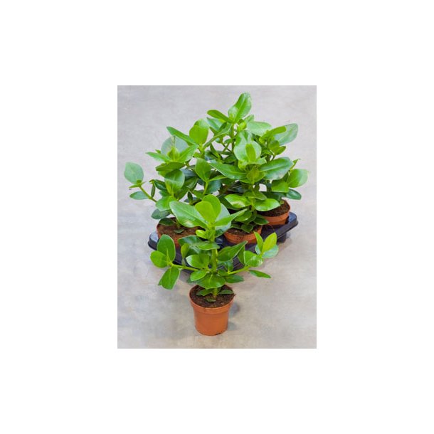 Clusia Rosea Busk 30 cm