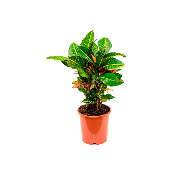 Croton (codiaeum) Petra Grenet 60 cm