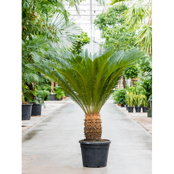 Cycas Revoluta 130 cm