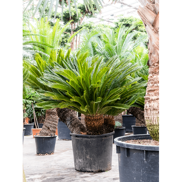 Cycas Revoluta 240 cm