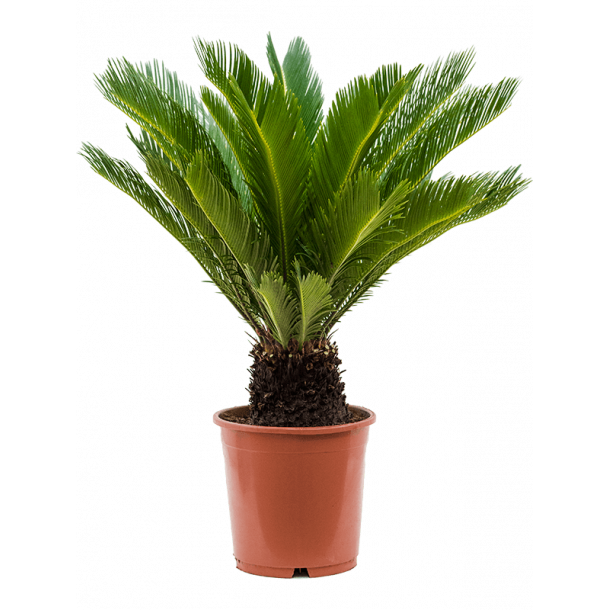 Cycas Revoluta 80 cm