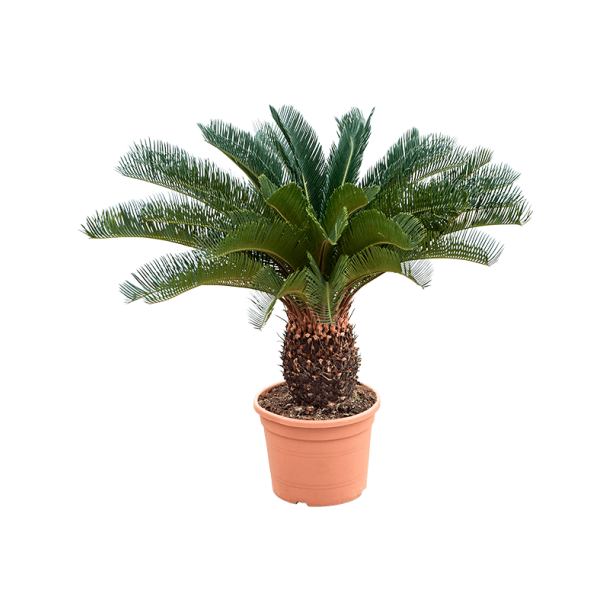 Cycas Revoluta 85 cm