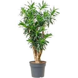 Dracaena Reflexa (Pleomele reflexa)