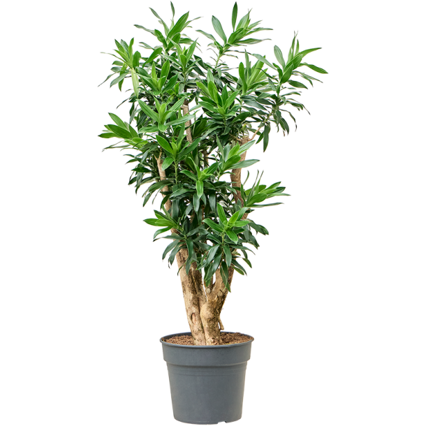 Dracaena Reflexa (Pleomele reflexa) Multi 130 cm