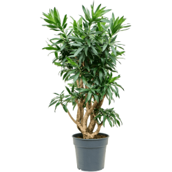 Dracaena Reflexa (Pleomele reflexa)