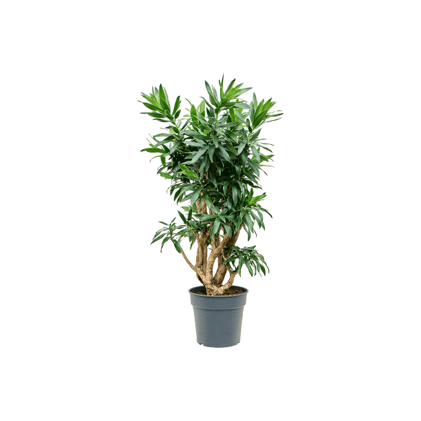 Dracaena Reflexa (Pleomele reflexa) Multi 90 cm