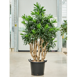 Dracaena Reflexa (Pleomele reflexa)