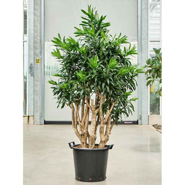 Dracaena Reflexa (Pleomele reflexa) Multi 150 cm kraftig