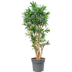 Dracaena Reflexa (Pleomele reflexa)