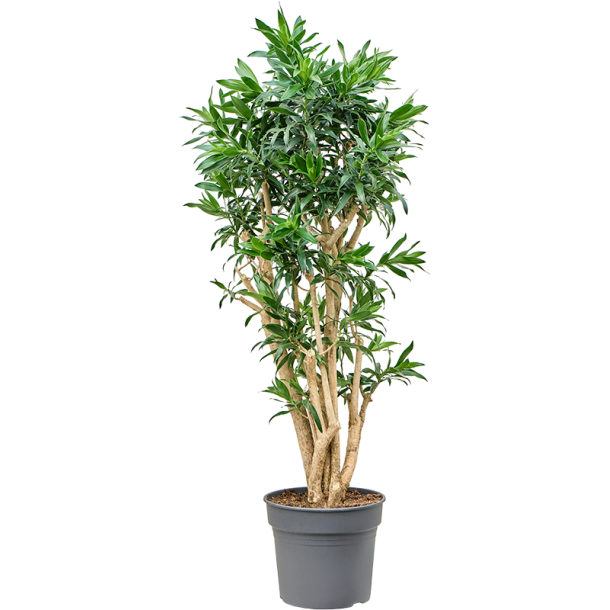 Dracaena Reflexa (Pleomele reflexa) Multi 150 cm