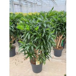 Dracaena Reflexa (Pleomele reflexa)