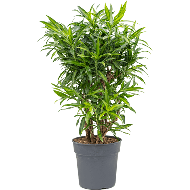 Dracaena Song of Jaimaica (Pleomele Reflexa 'Song of Jamaica') Grenet 160 cm