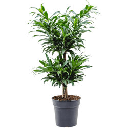Dracaena Reflexa (Pleomele reflexa)