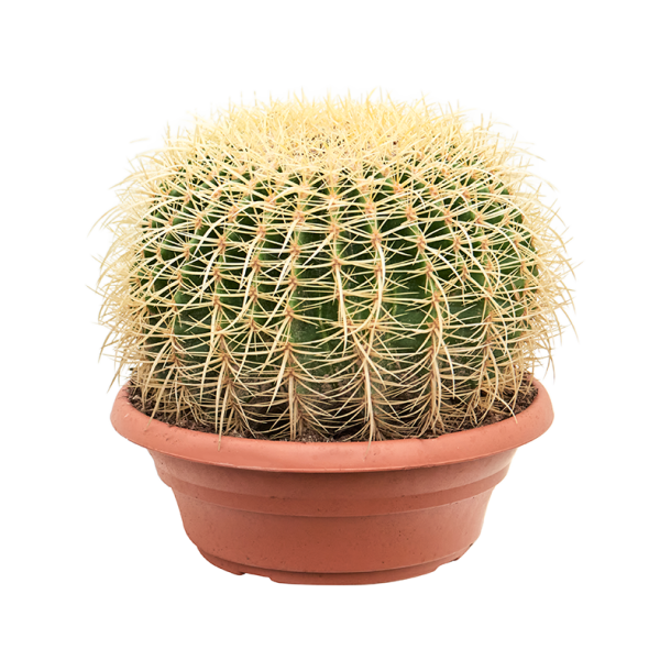 Echinocactus Grusonii 30 cm