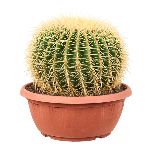 Echinocactus Grusonii 40 cm