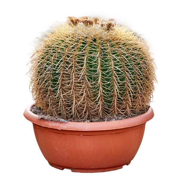 Echinocactus Grusonii 50 cm