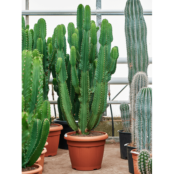 Euphorbia Ingens 160 cm