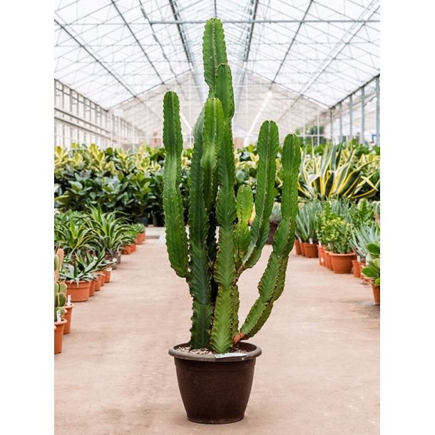 Euphorbia Ingens 180 cm