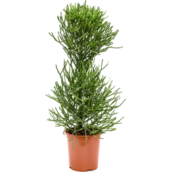 person alder ordbog Euphorbia Tirucalli - Planter - FloraDin A/S