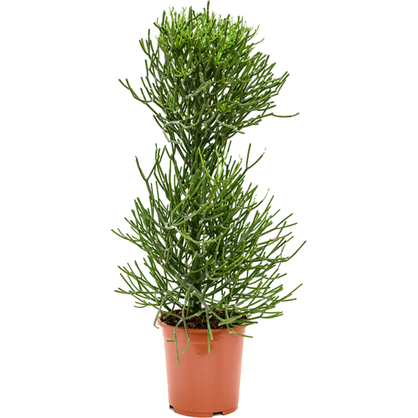 Euphorbia Tirucalli 110 cm