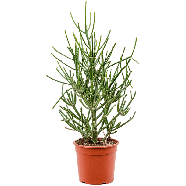 Euphorbia Tirucalli 40 cm