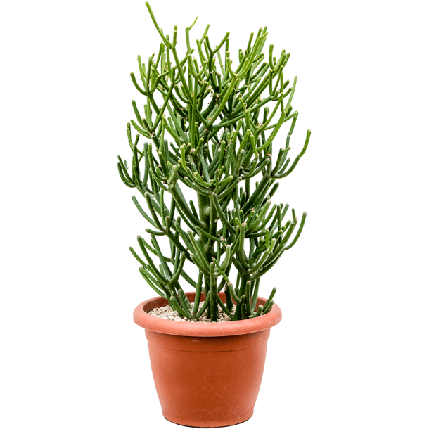 Euphorbia Tirucalli 45 cm