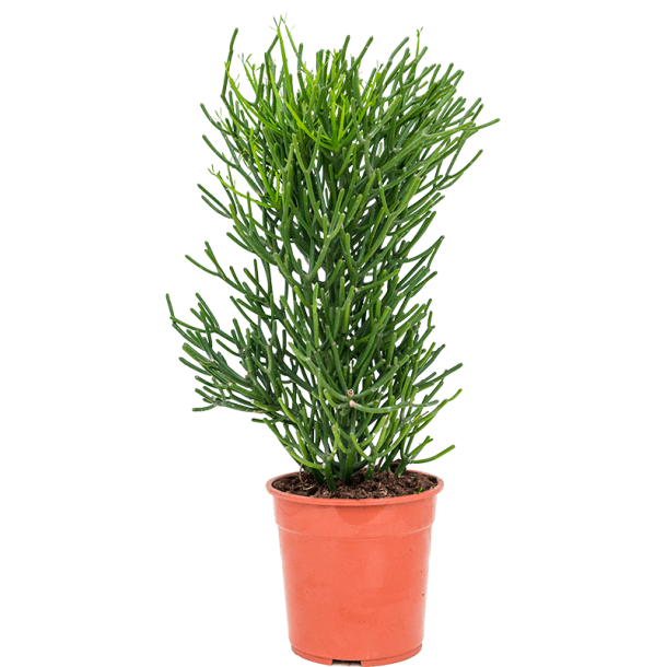 Euphorbia Tirucalli 90 cm