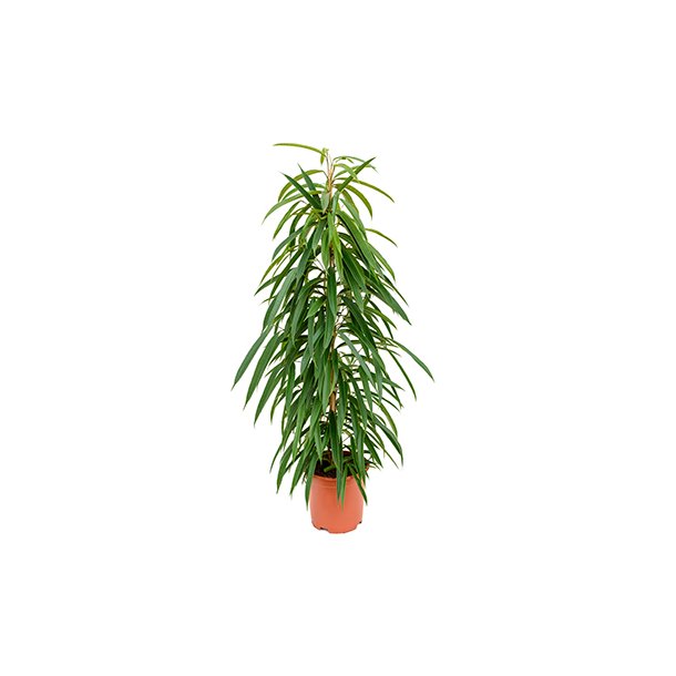 Ficus Alii Busk 120 cm