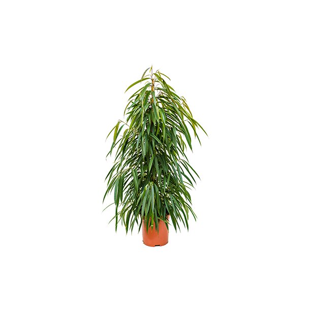 Ficus Alii Busk 140 cm