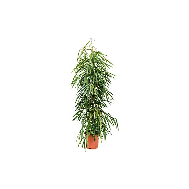 Ficus Alii Busk 160 cm