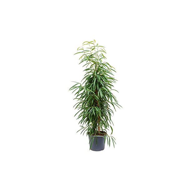 Ficus Alii Busk 180 cm