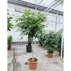 Ficus Amstel King