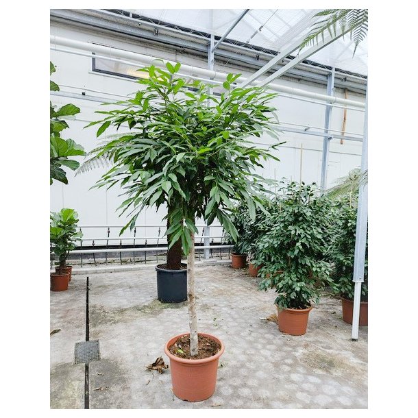 Ficus Amstel King Opstammet 250 cm