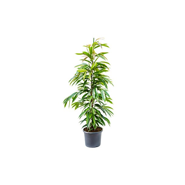 Ficus Amstel King Busk 120 cm