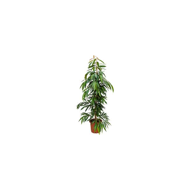 Ficus Amstel King Busk 160 cm