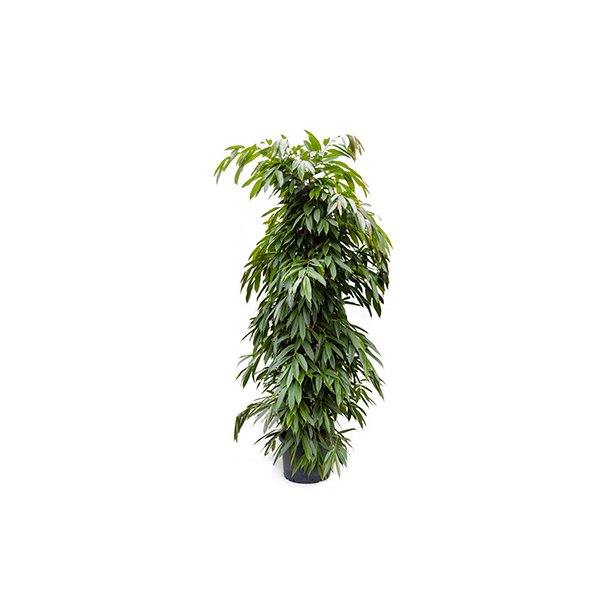 Ficus Amstel King Busk 180 cm