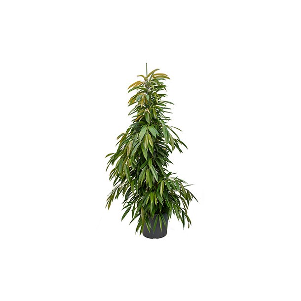 Ficus Amstel King Busk 200 cm